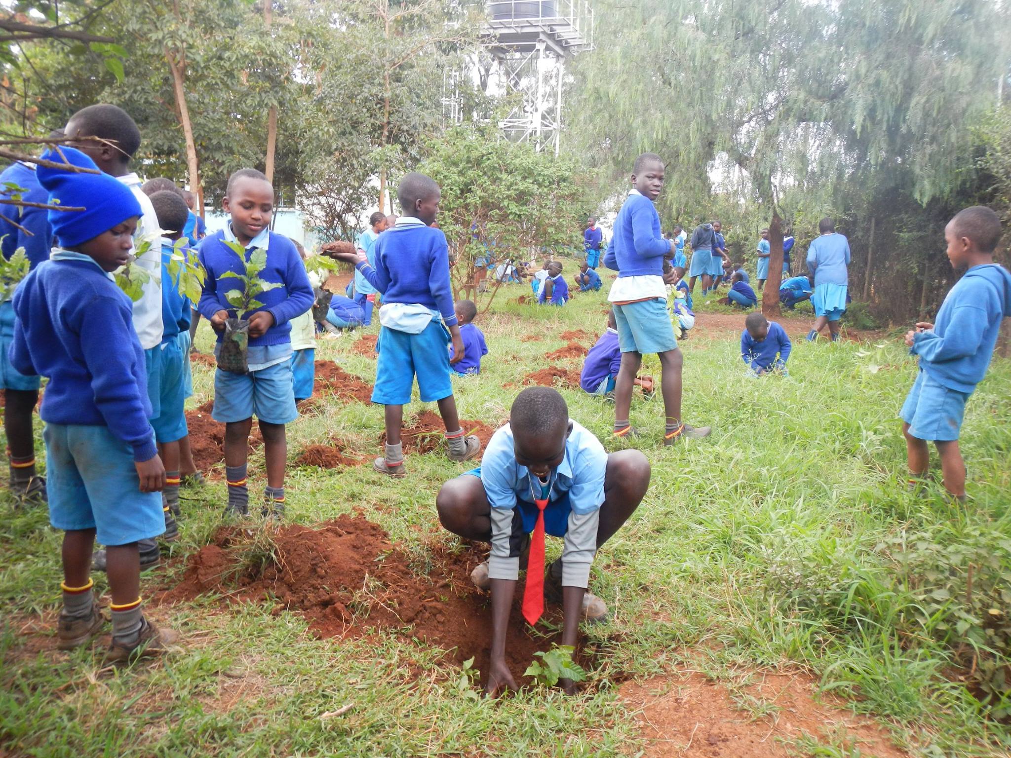 The students of Kasarani Primary do their bit towards greening their school.