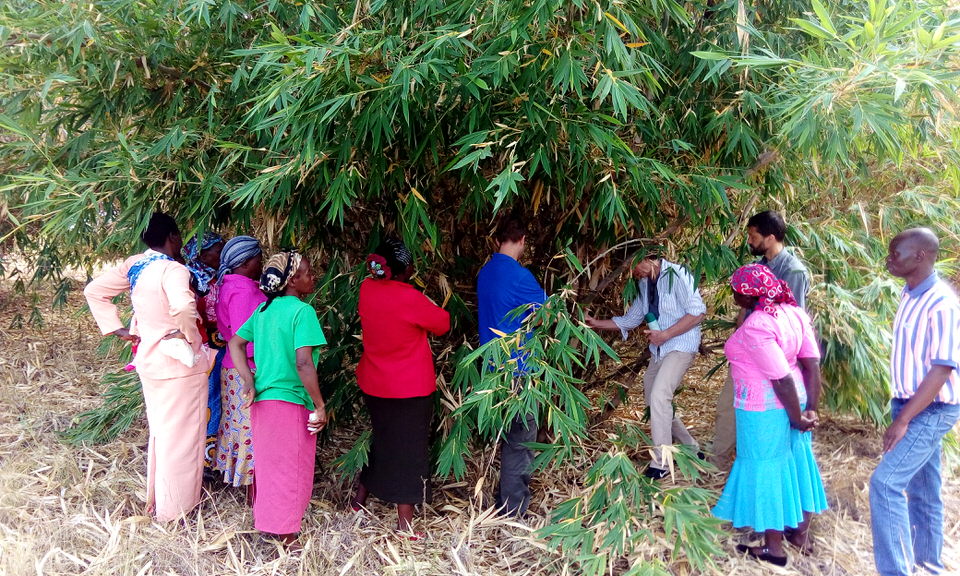 A team from the Green Belt Movement and Waterstone inspect one of the bamboo clumps