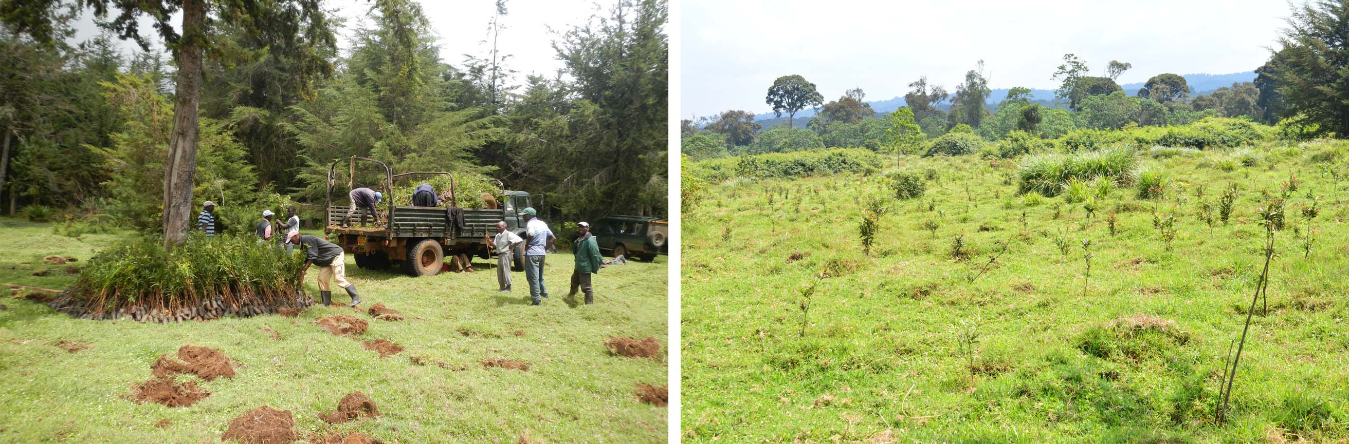 The tree seedlings are offloaded on site in April 2015 and Current status of the site showing a high survival rate of the trees