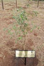 The African Olive tree planted in honor of Finley