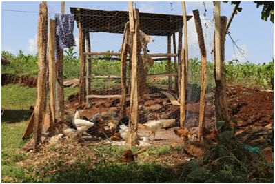 In the foreground is Anna's chicken shed and in the background is an ongoing construction for an outdoor kitchen