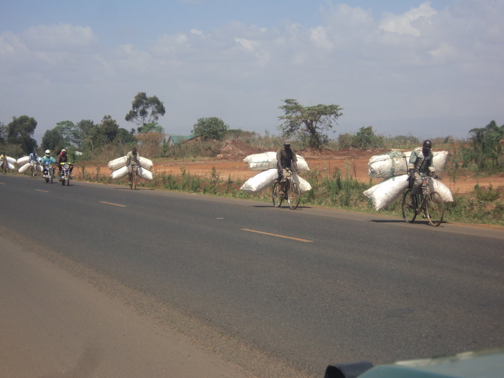 A group of men taking Maize cobs to Kitale town for sale as fuel 