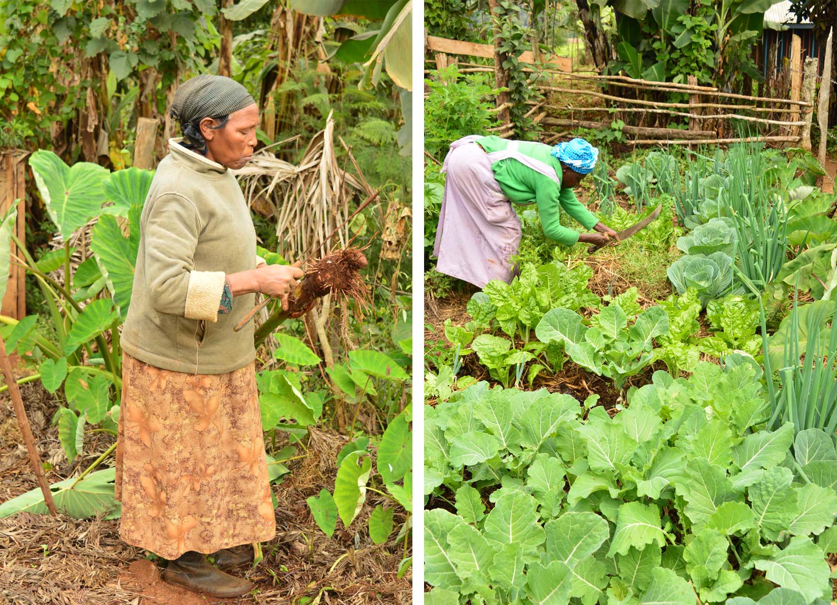 One of the women harvests some arrow roots from her farm, while another tends to her kitchen garden 