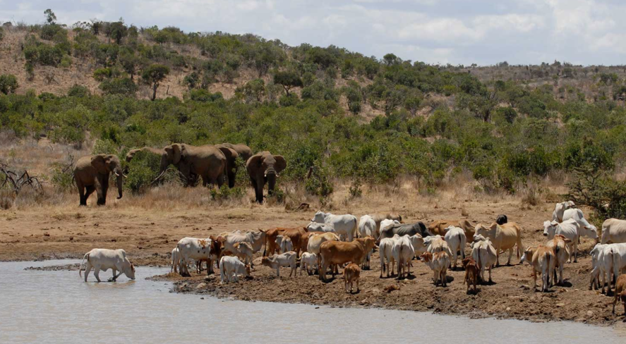 Elephants and cattle on a private ranch in Laikipia County